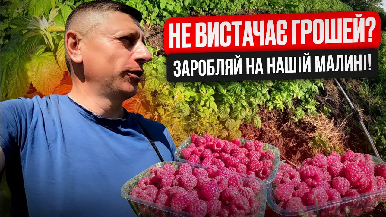 ☑️ ПОТРІБНІ ГРОШІ ⁉️ - ЗАРОБЛЯЙ НА НАШІЙ МАЛИНІ ‼️ Як вже сьогодні заробити на чужій малині