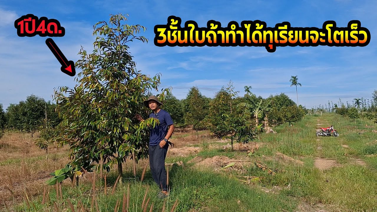 เคล็ดลับทำ3ชั้นใบ  ทุเรียนโตเร็วแน่นอน1