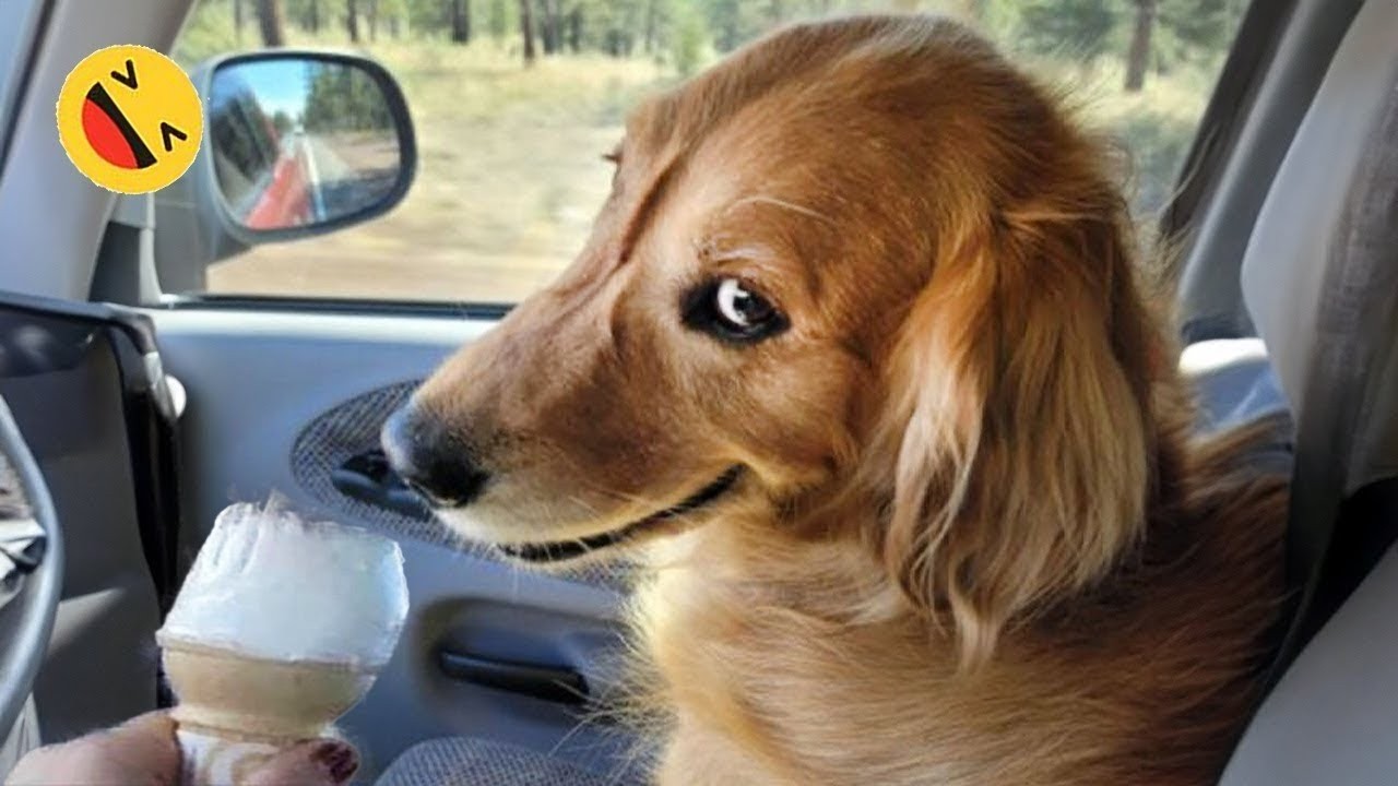 When Dogs and Cats Are Completely Unhinged