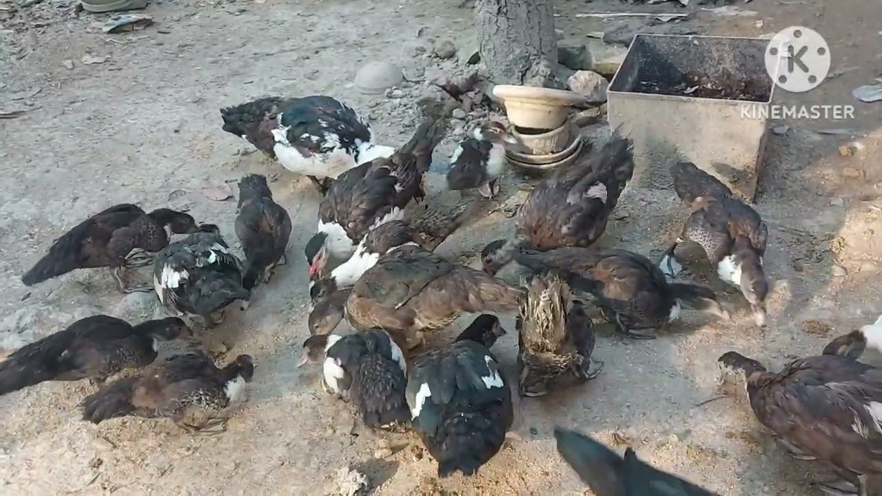 চিনা হাস পালন করে  কি আদৌ লাভবান হওয়া যায়? 