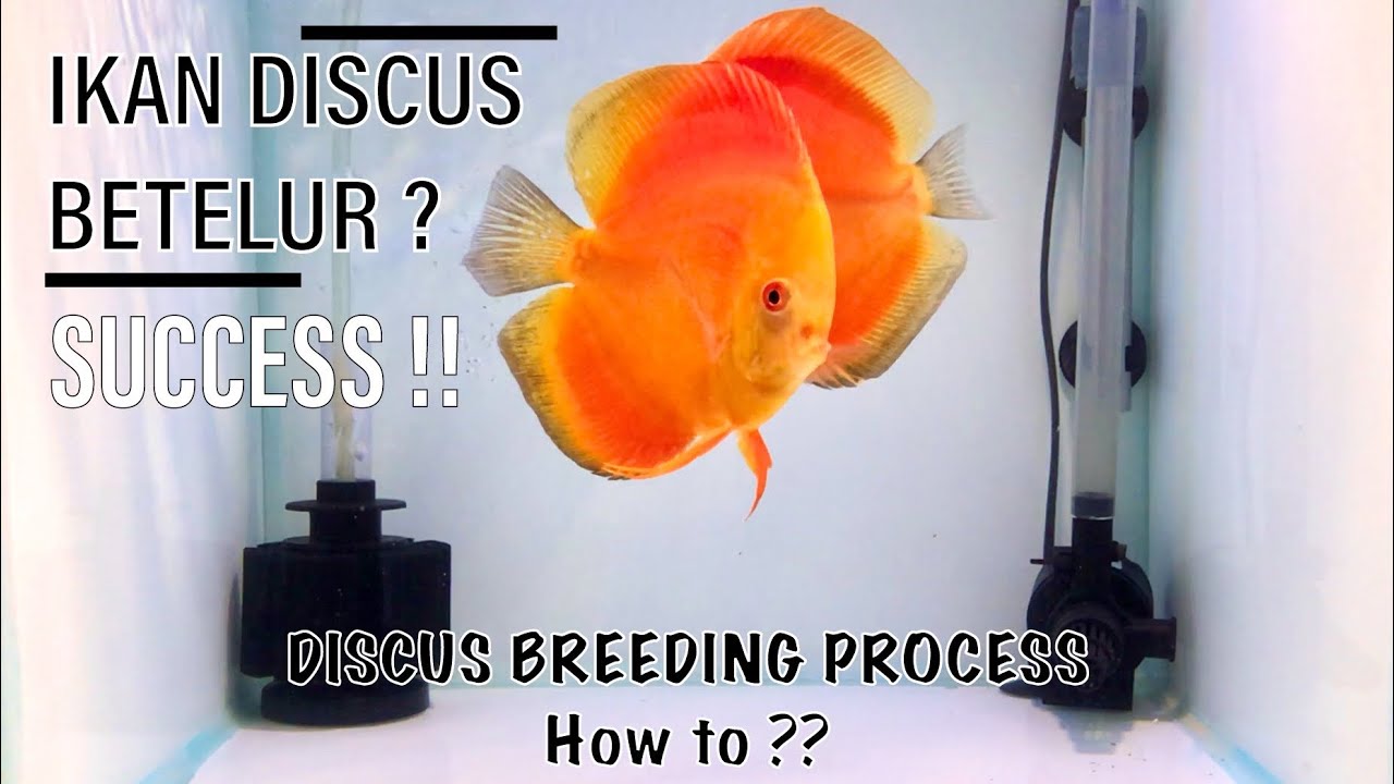 Cara mudah ternak ikan Discus, 100% SUCCESS !!