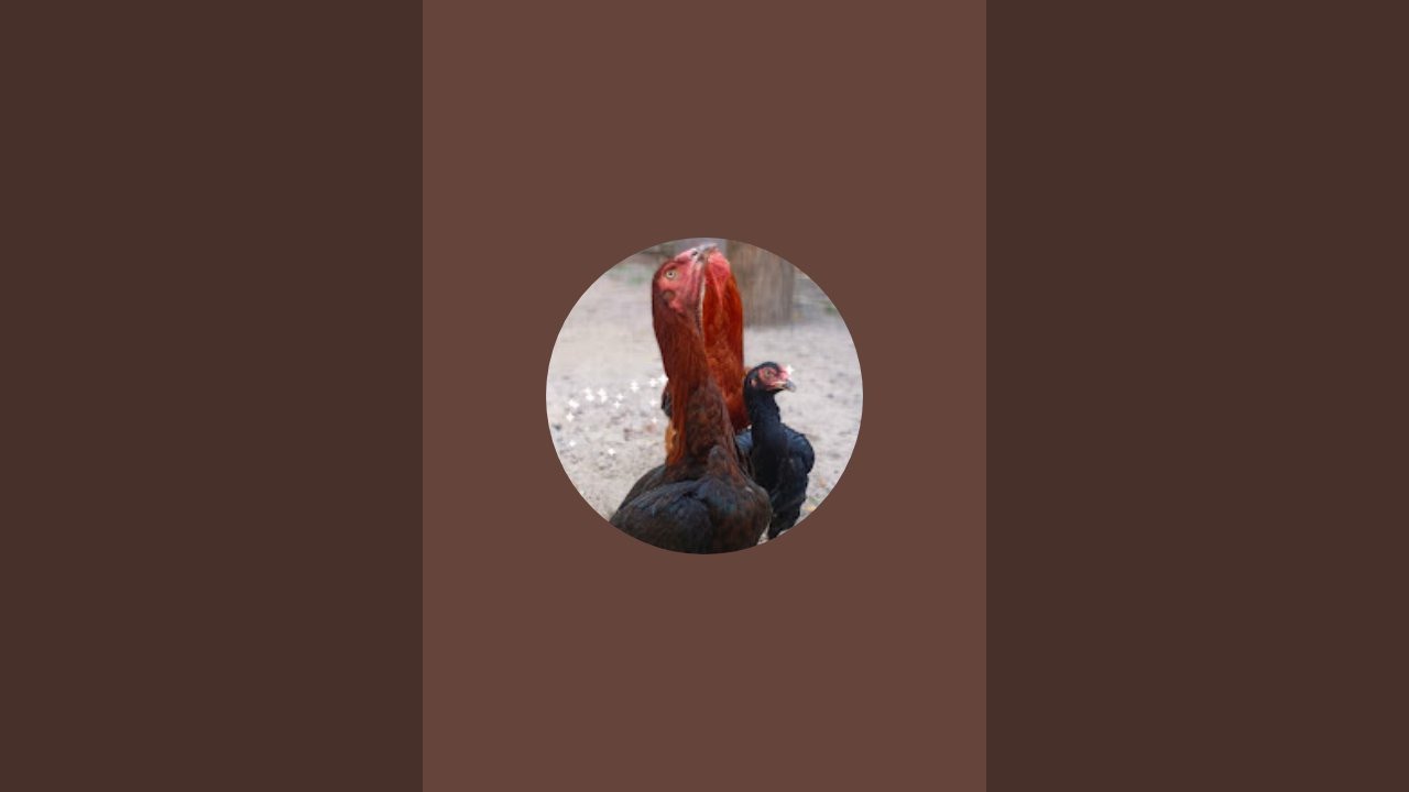 Pushpendra Dhawan is live!