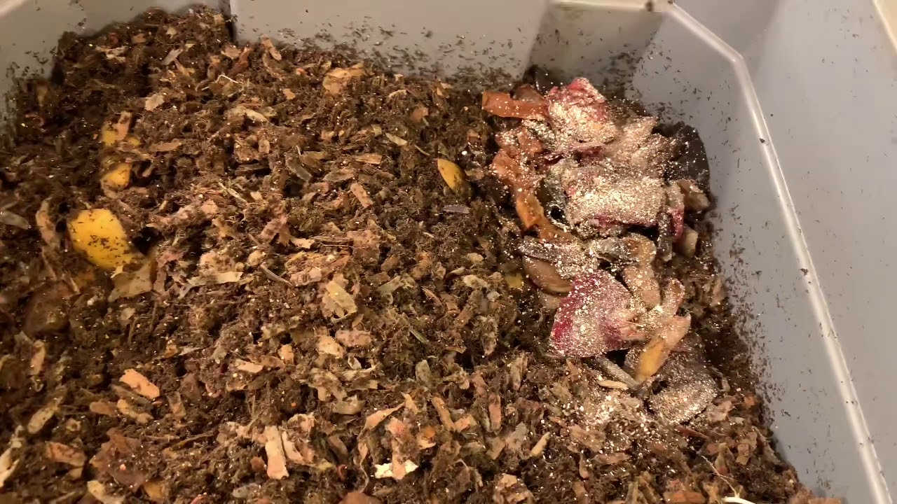 Red Wigglers, Blue Worms, And The European Nightcrawlers. Update And Feeding.