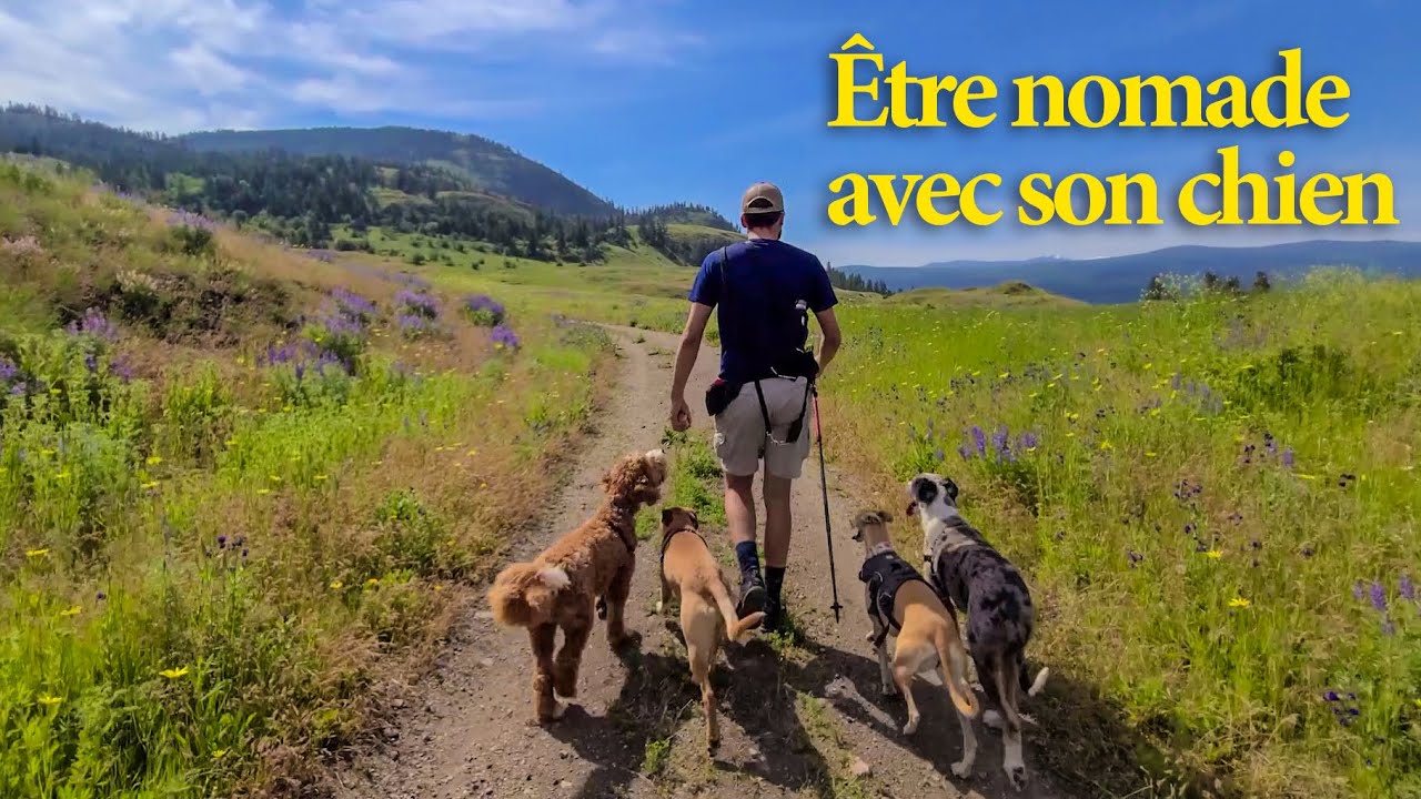 5 CONSEILS pour VOYAGER &agrave; plein temps AVEC UN CHIEN
