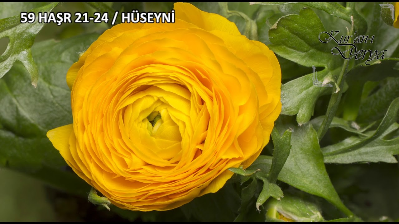 59 Haşr Suresi 21-24 Hüseyni ( Levenzelna, Huvallahullezi) - Kuranı Derya