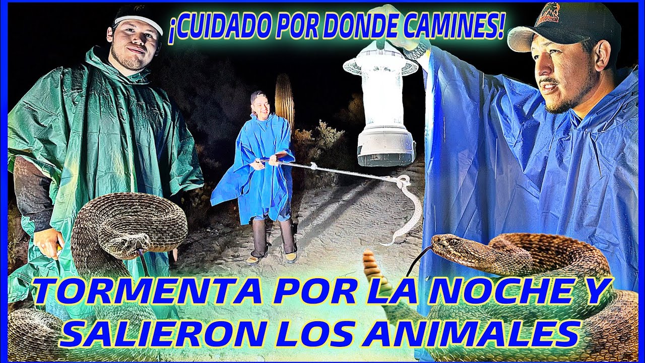 TORMENTA POR LA NOCHE EN EL DESIERTO ARIZONA SALIERON LOS ANIMALES CUIDADO POR DONDE CAMINAN