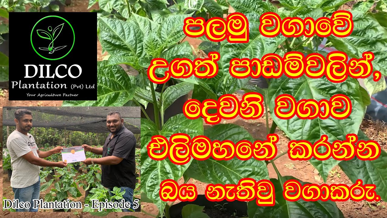 Scotch Bonnet පලමු වගාවේ උගත් පාඩම් වලින් දෙවෙනි වගාව එලිමහනේ කරන වගාකරු Dilco Plantation 0776395088