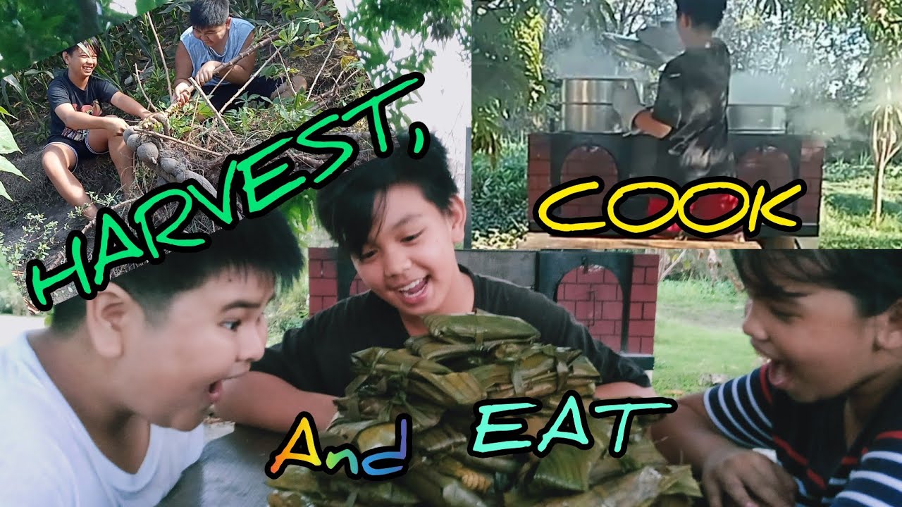 Harvested Cassava and Made Suman (Cassava Cake Wrapped in Banana Leaves)