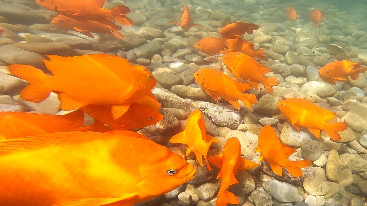 Snorkeling Catalina Island.  Rated one of the best snorkeling areas in California.