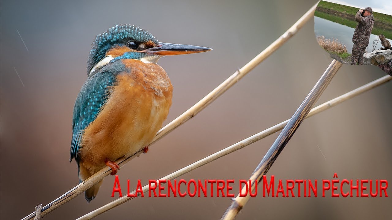 À la rencontre du Martin pêcheur...