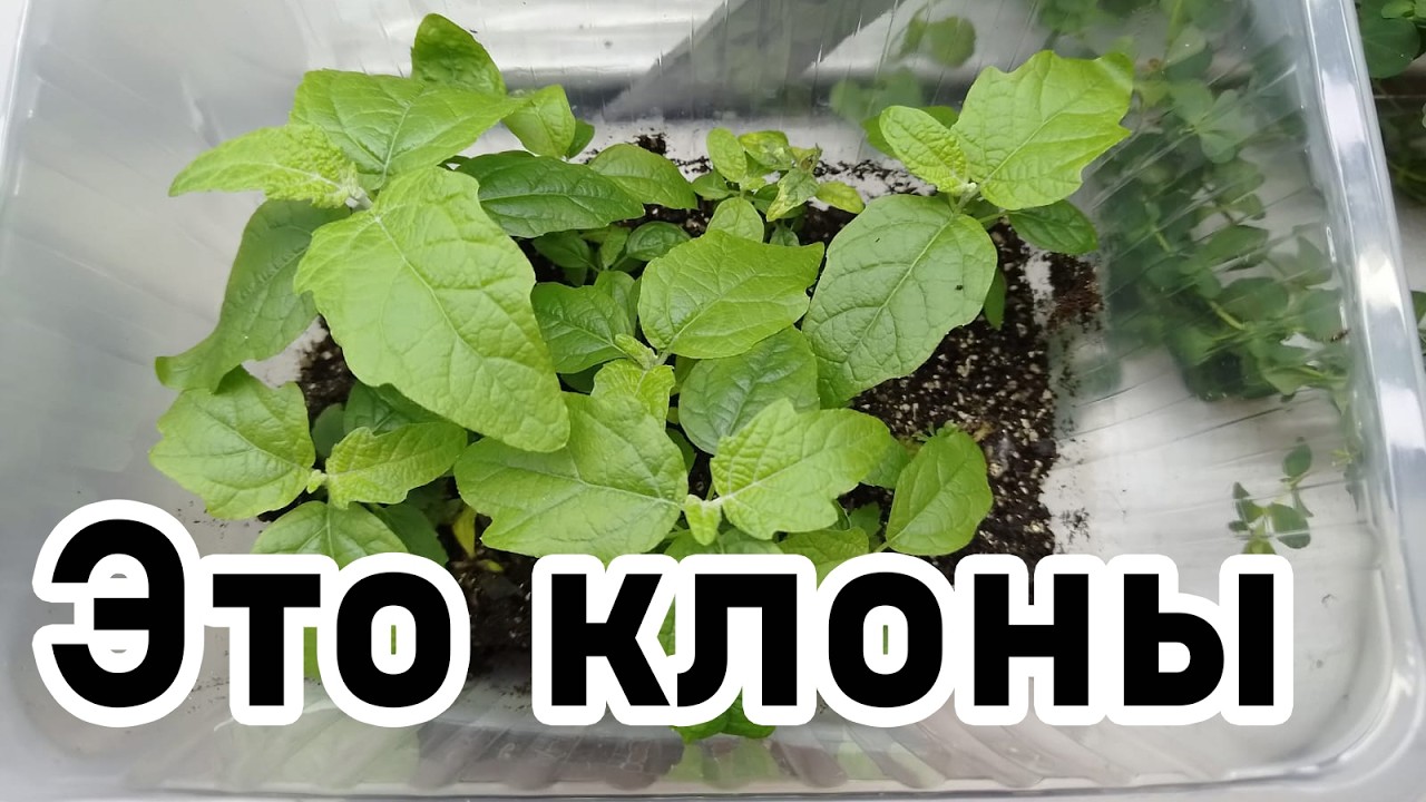 Технология микроклонального размножения растений (за 5 минут)