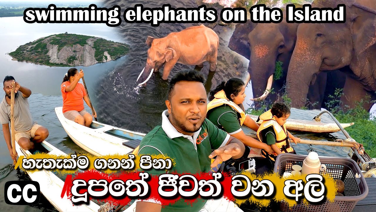 4km swimming elephants 🐘🏊කෑම සොයා කි.මීටර ගනන් පිනන ඇත්තු#photography #elephant #viral🏝️
