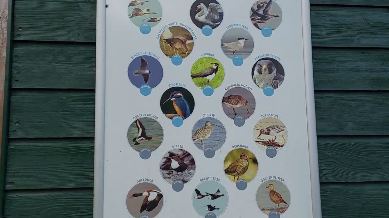       INCH ISLAND Reserve in lough swilly country Donegal jeziorko 9 listopada 2025