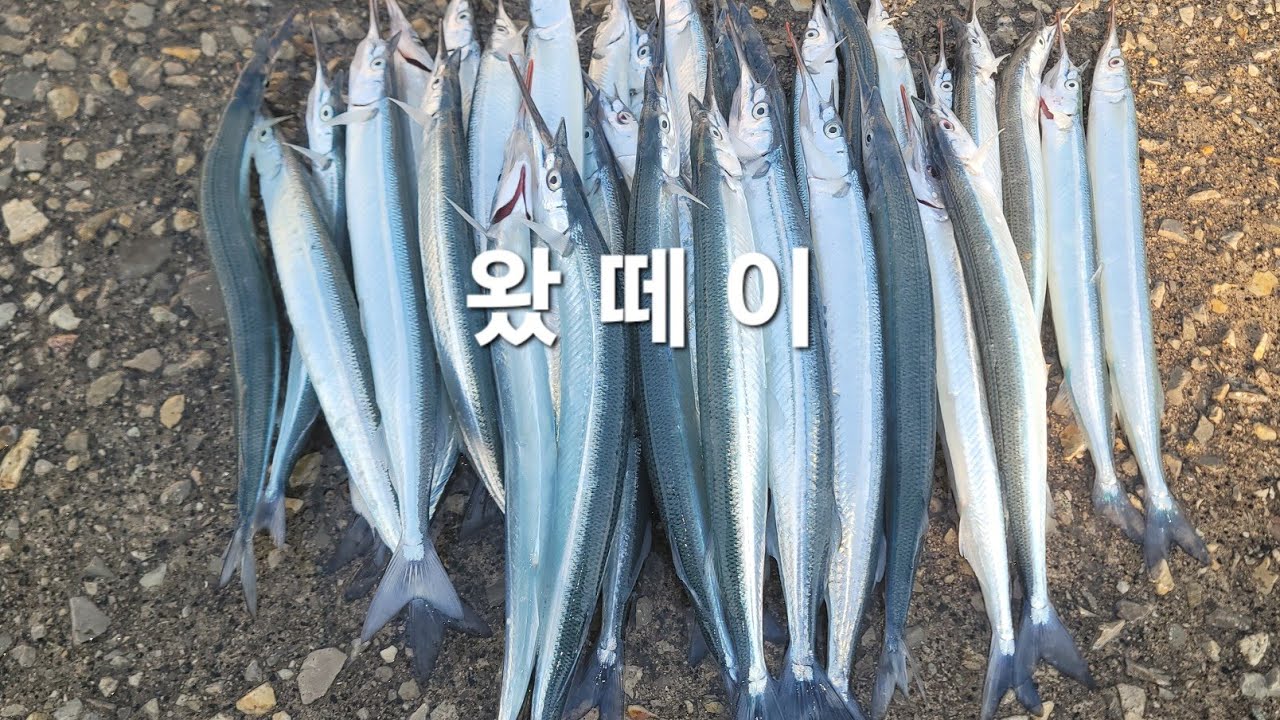 이곳엔 큰놈들만 사네요  #학꽁치낚시 #fishing