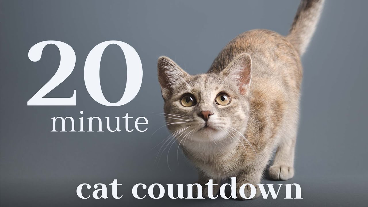 20 Minute Cat Countdown Timer