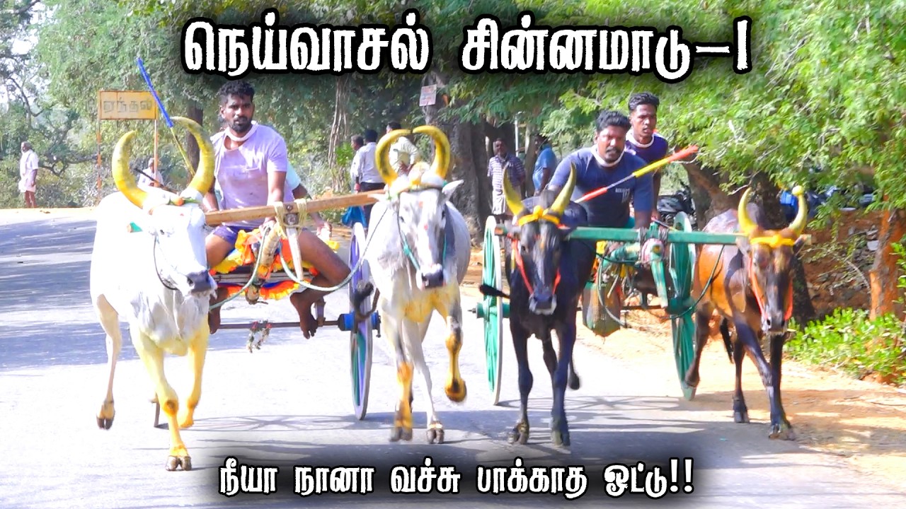 நெய்வாசல் சின்னமாடு-1 பந்தயம் 18-02-2026|Periyamadu  Race