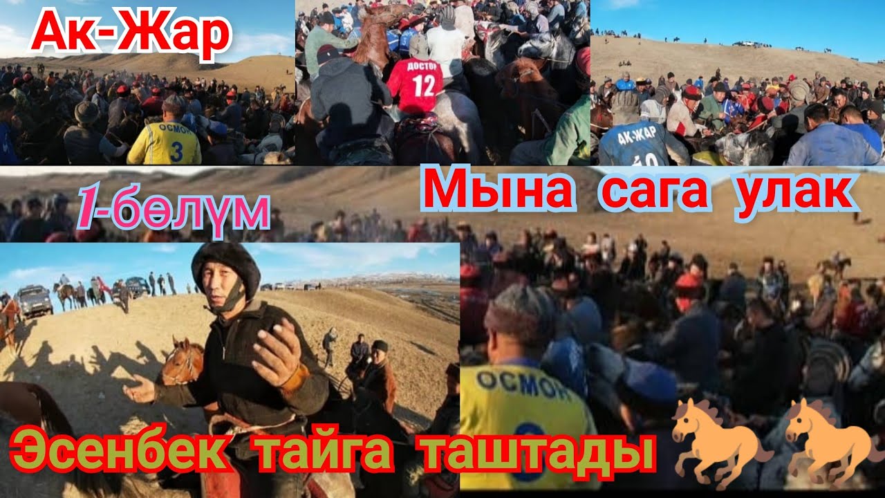 Аламан улак. Ак-Жарда чон торпок улак болду. Кара-Суу.