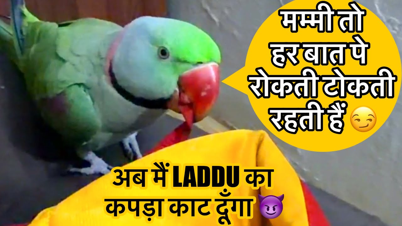 मैंने लड्डू 🐶का कपड़ा काट दिया 🦜😛बोलने वाला तोता 🦜 Talking Parrot 🦜 