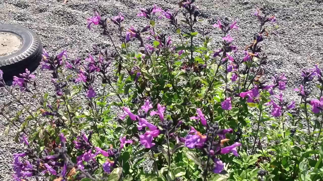 SALVIA so cool purple