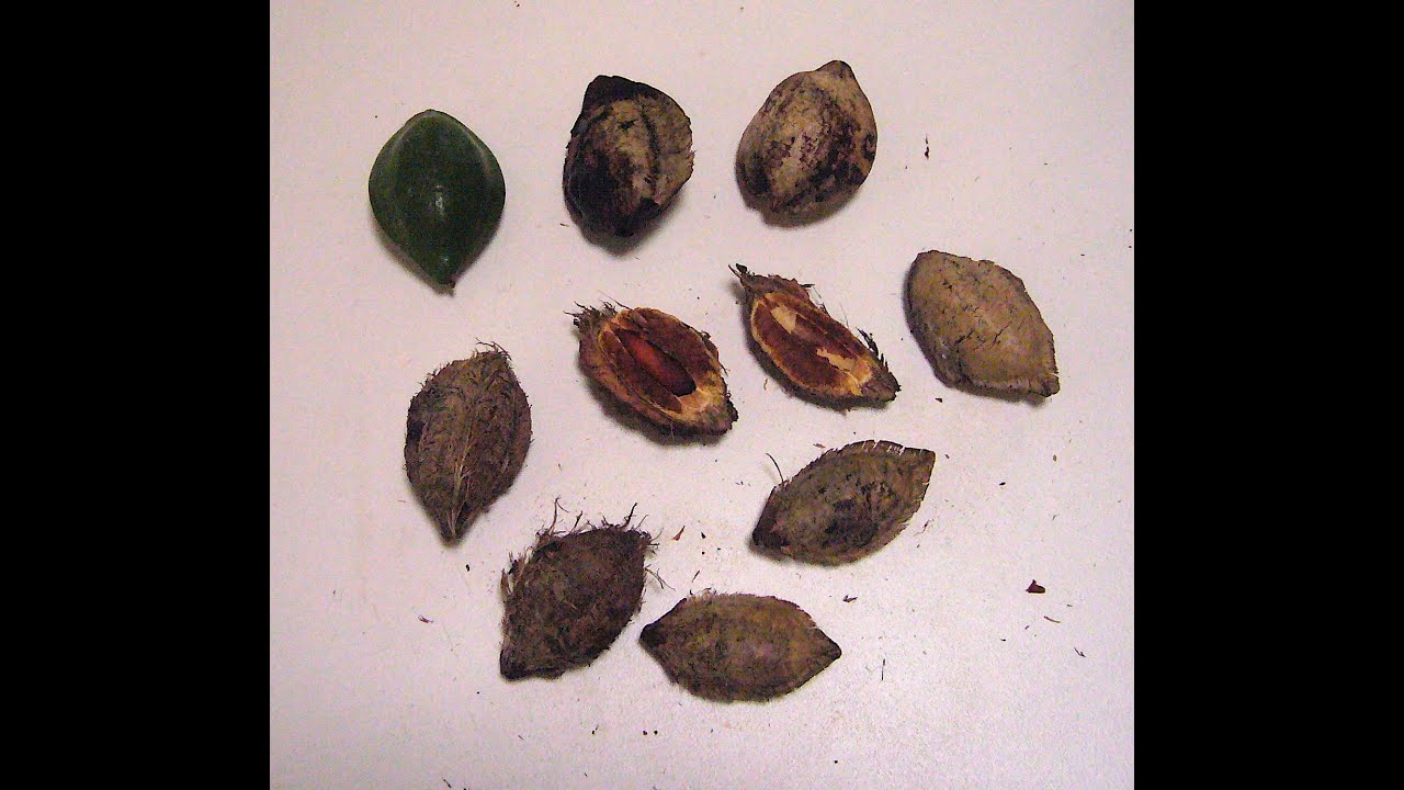 EatTheWeeds: Episode 154: Tropical Almond Revisited