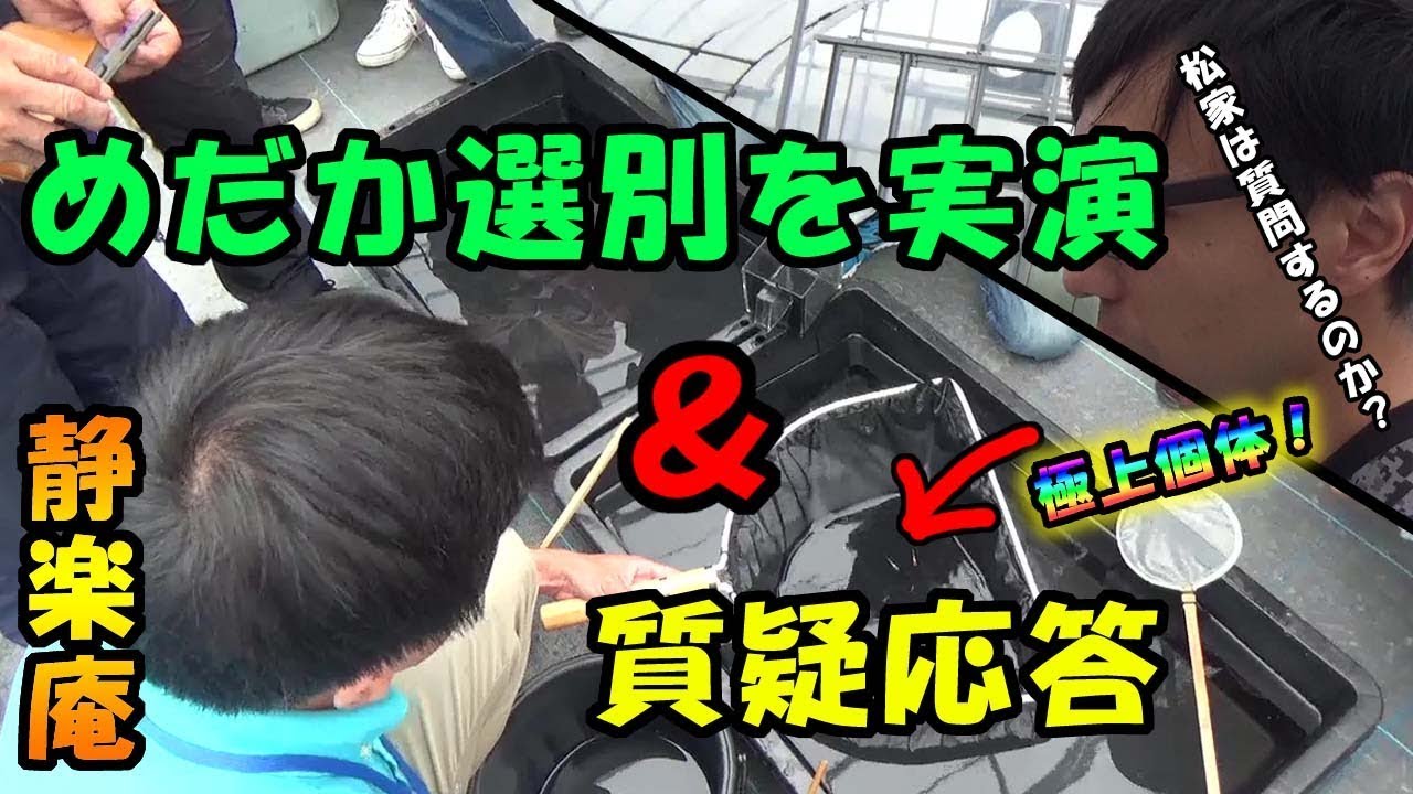 静楽庵さんでメダカの講習会～めだかの選別＆質疑応答編～