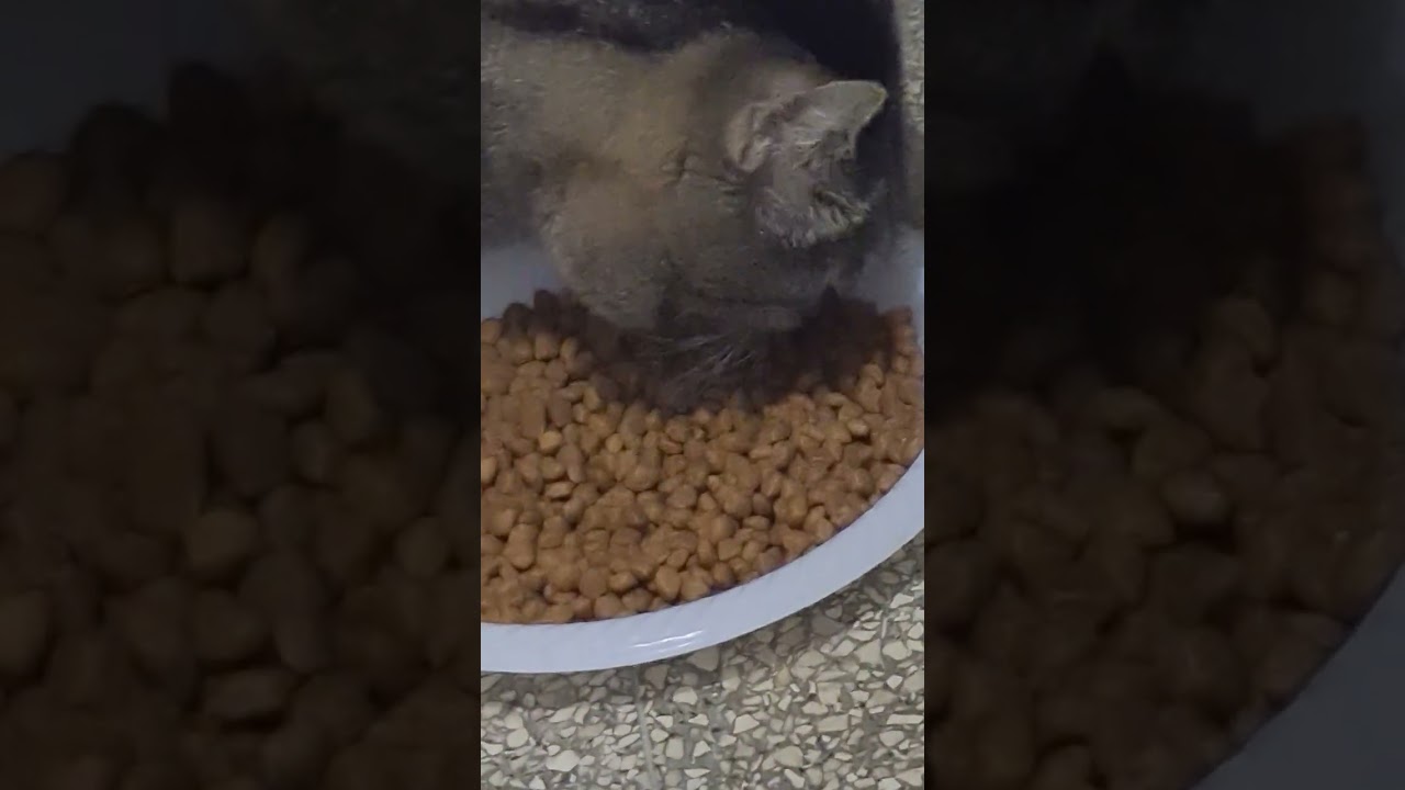 Запустила старичка покушать😸