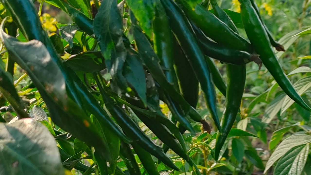 मिर्च की खेती Nongwoo Seed Hp-7410