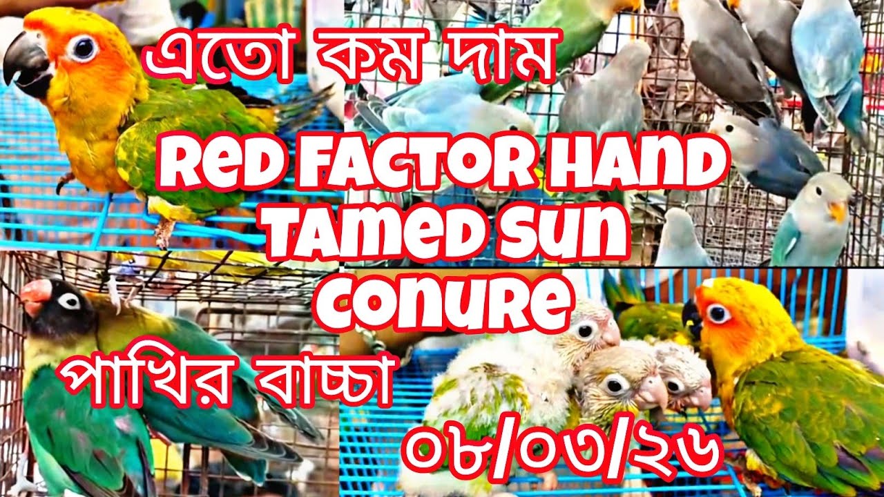 Recent All Birds Price Update In Galifstreet Pet Market ll 08/03/26 #kolkatabirdmarket