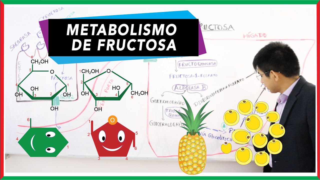 Metabolismo de la fructosa | Fructólisis