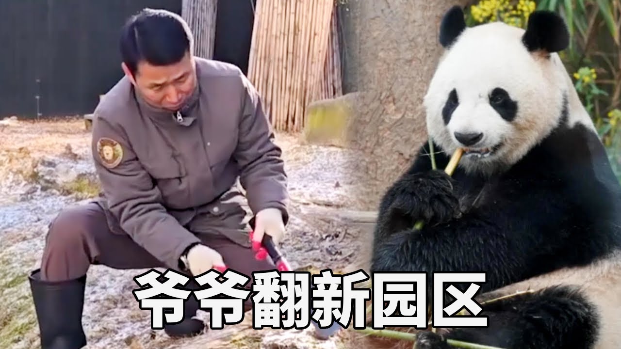 爱宝和乐宝园区翻新全过程，姜爷爷为=园区种植绿植，心意满满！#姜爷爷 #爱宝乐宝