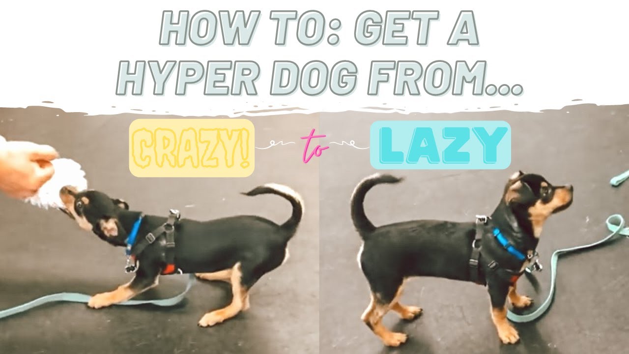 How To Get A Hyper Active, Nippy, Jumpy Dog From Crazy to Lazy / Creating Self Control Through Play!