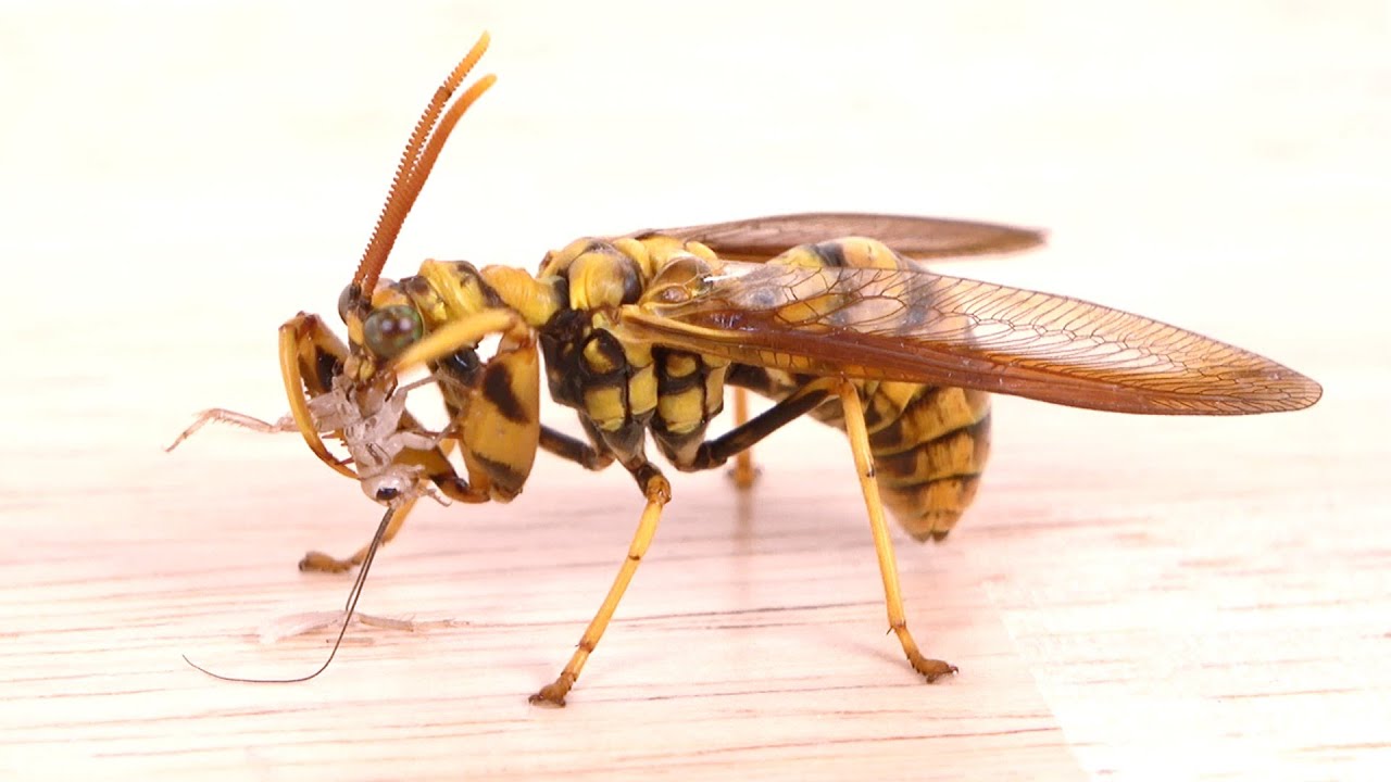カマキリとスズメバチを合成した虫がヤバすぎる