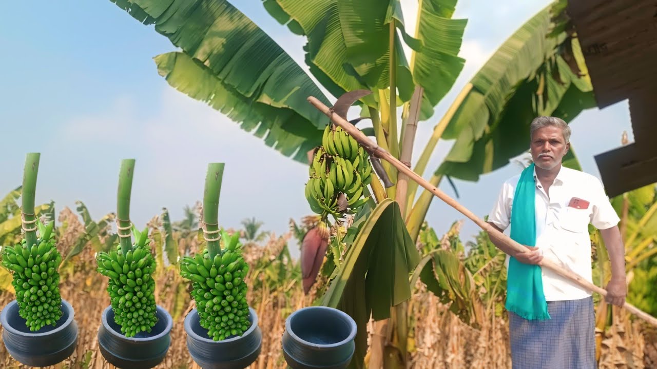 72 வயது இளைஞர் உடன் வாழை தோட்டத்தில் ஒரு பயணம் | Organic Banana farming in Tamil | Siva Arun Tv