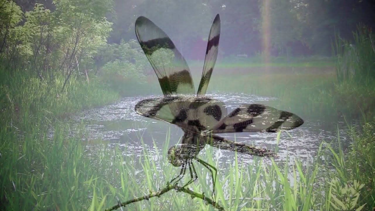 Dragonfly World