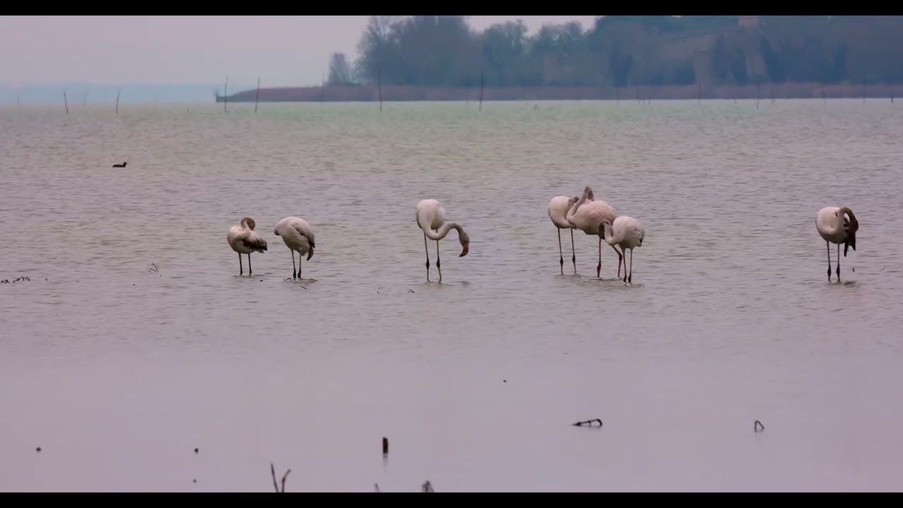 Fenicotteri rosa