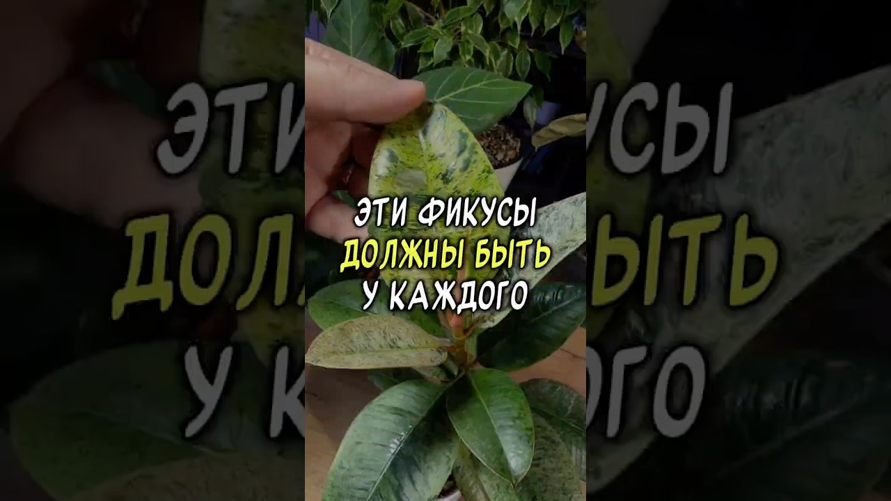 Эти фикусы должны быть у каждого