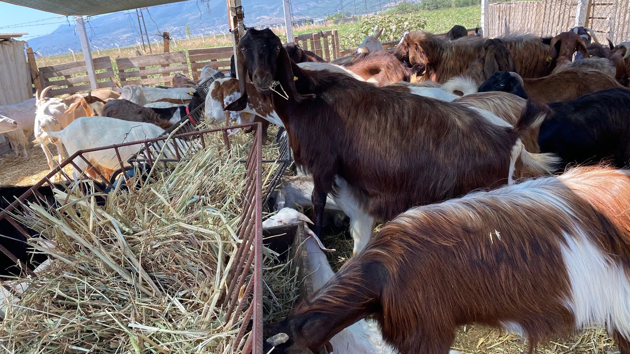 HALEP MALTIZ ALPIN SANNEN/ KEÇİSİ VERİM ÖZELİĞİ