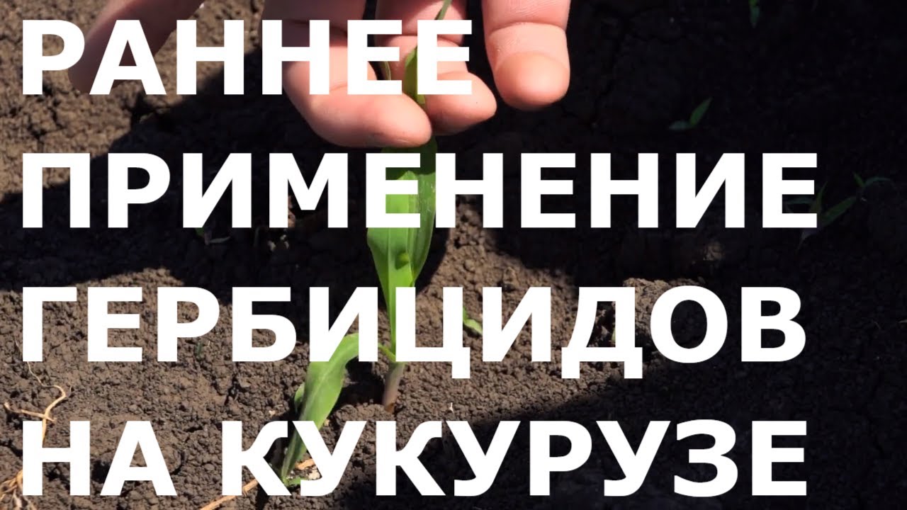 Технология раннего применения гербицидов в посевах кукурузы