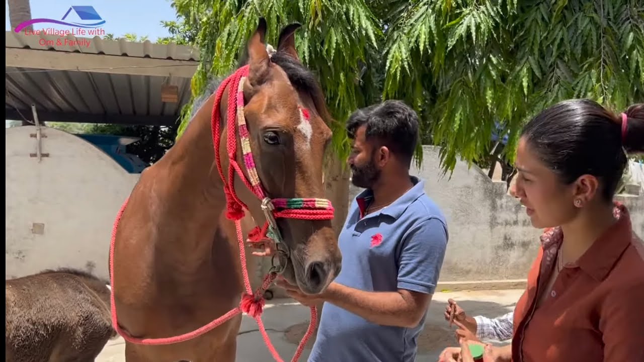 Hamari New horse aa gae hai..