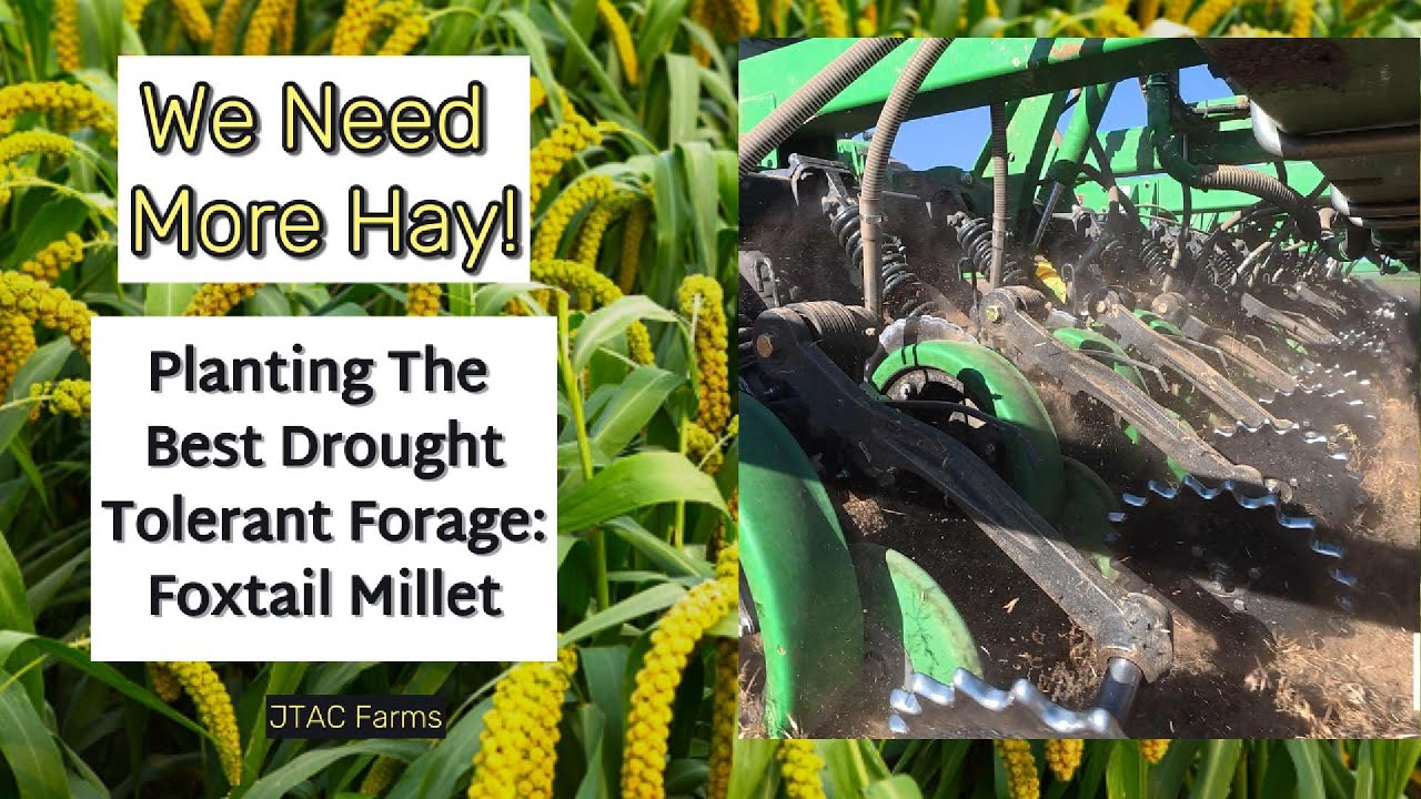 Planting One of the BEST Drought Tolerant Forages: Foxtail Millet