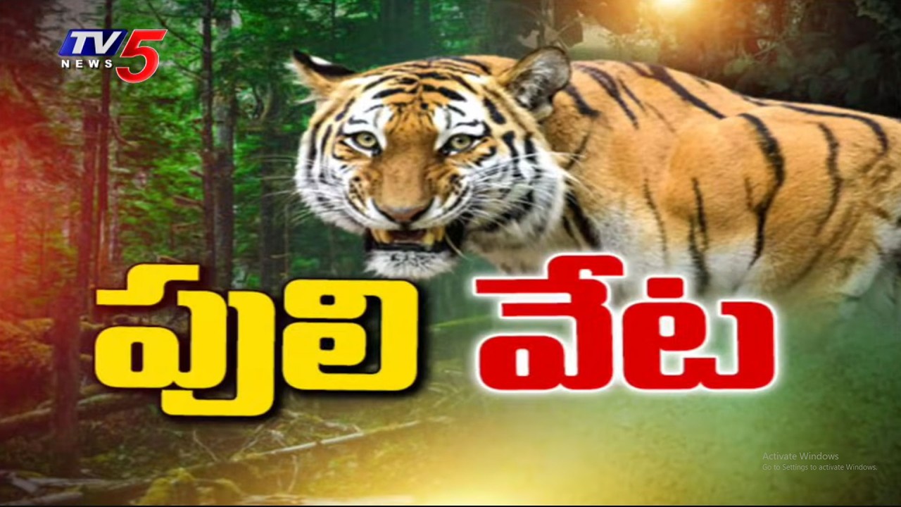 భయపెడుతున్న పెద్దపులి...Tiger Tension In Godavari District - AP Tiger Latest News | TV5 News