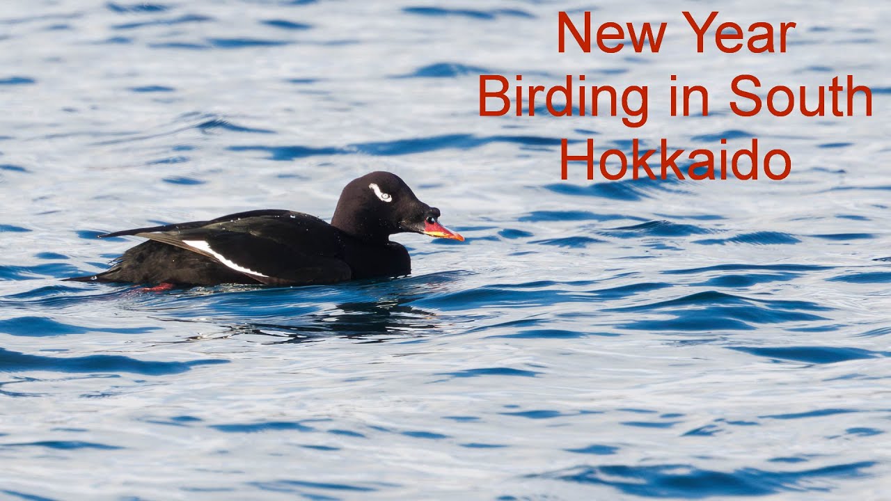 New Year Birding in south Hokkaido
