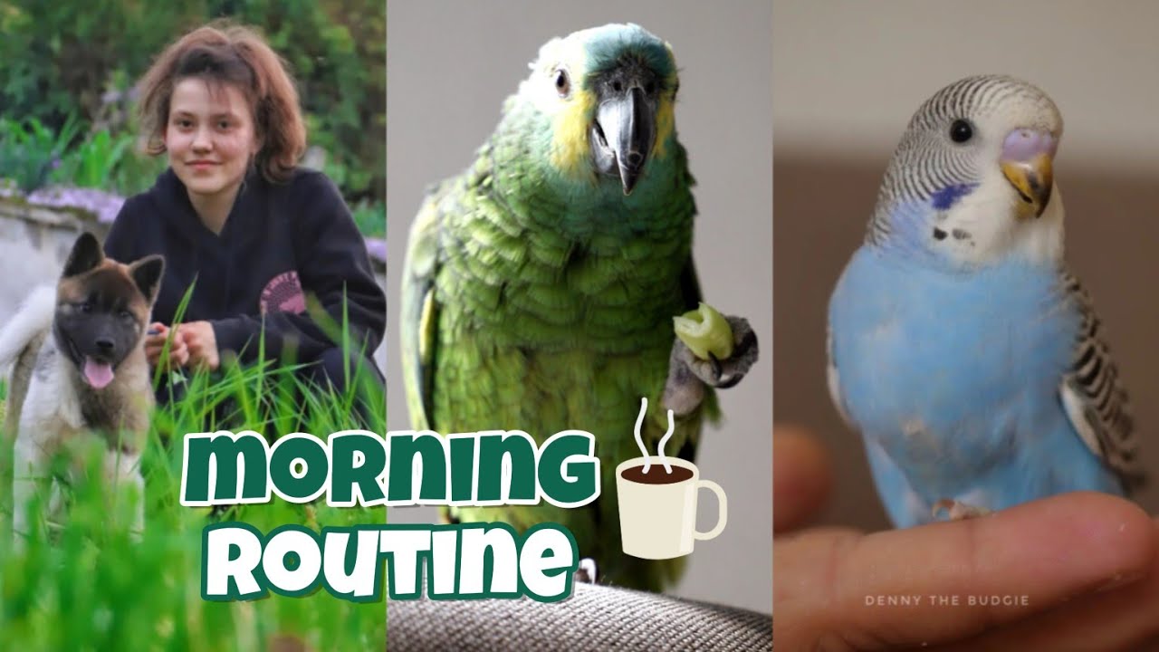 Morning routine ☀ Caring for 40+ pets