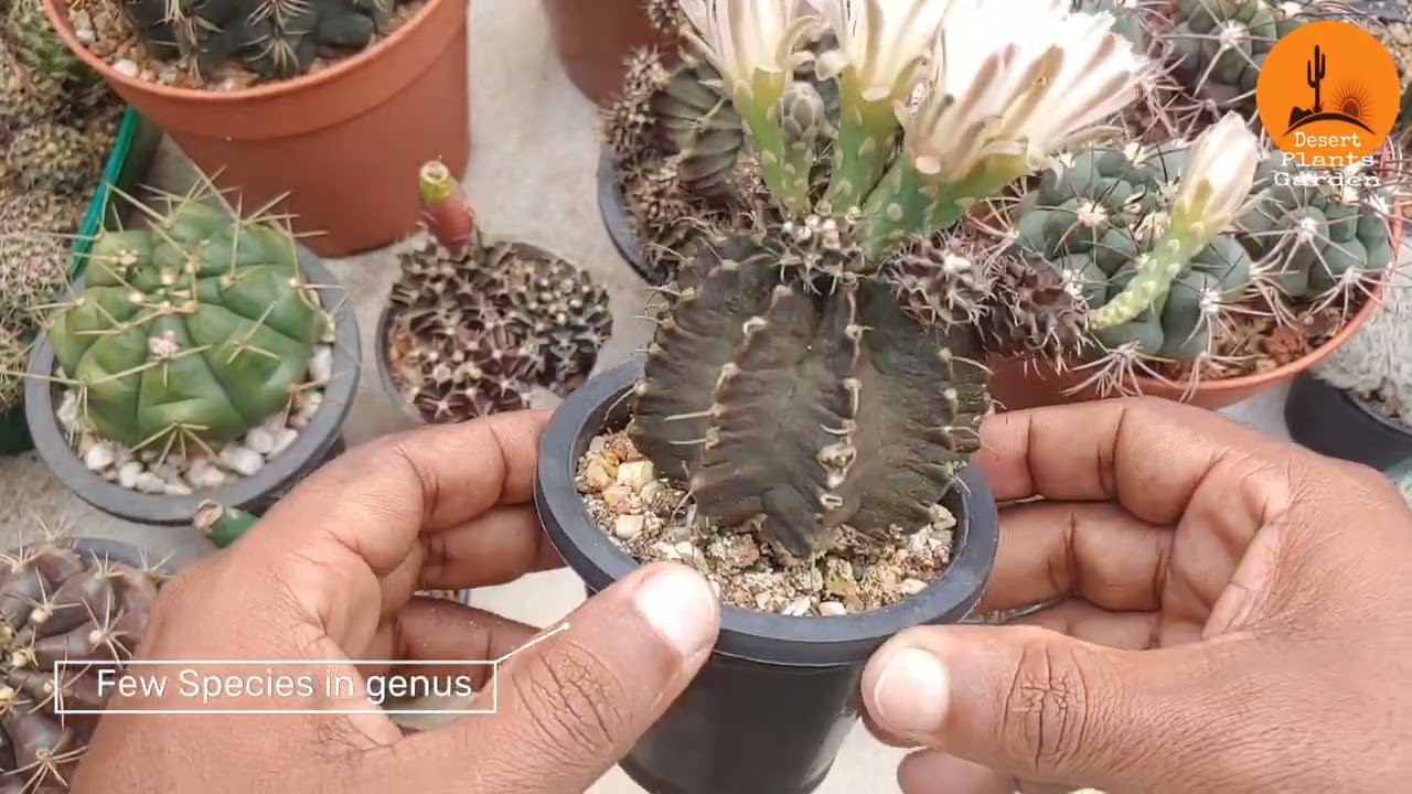 ඔයාල ලගත් තියෙන Gymnocalycium ගැන මේ කරුණු දන්නවද? Care guide for Gymnocalycium part 01