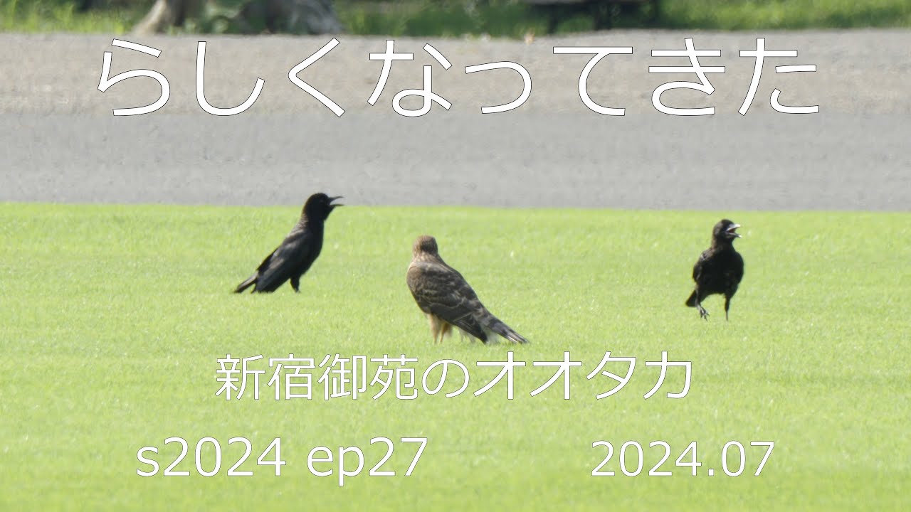 らしくなってきた　新宿御苑のオオタカ　s2024  ep27 最終回　2024.07