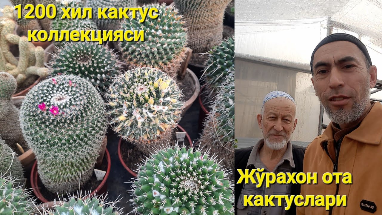 Ўзбекистондаги энг кўп кактус коллекционери билан сухбат