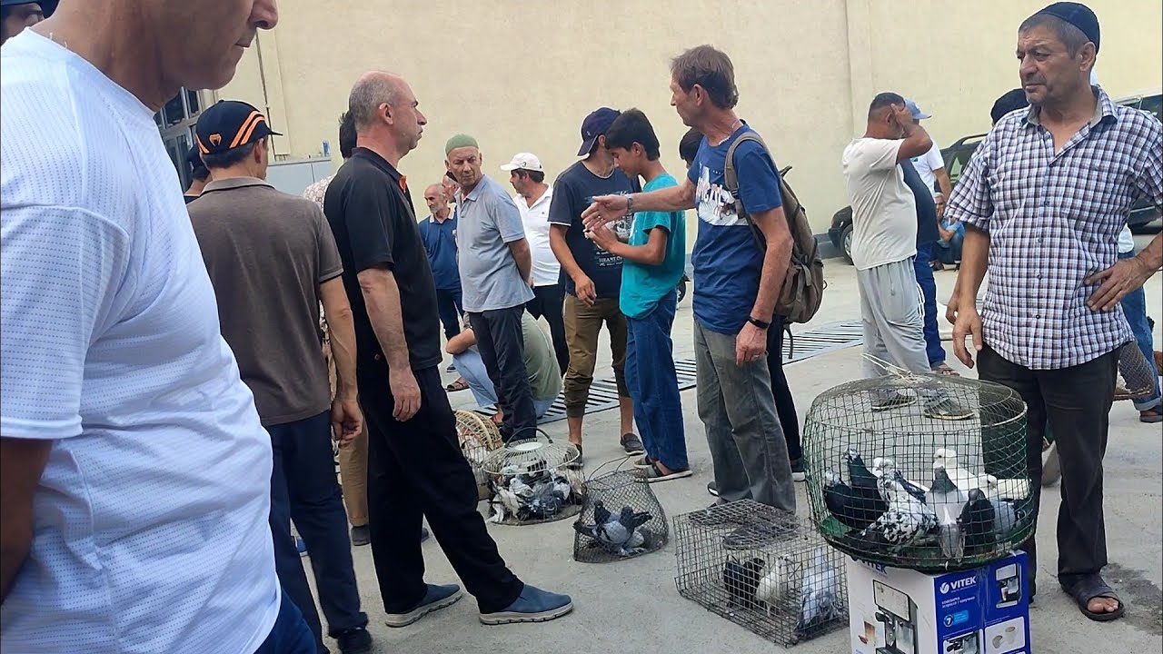 Кафтар Бозори мехригон бо мехр тамошо к отдуши бародаро 28.07.24сол подписатся бе пул фаромуш на к