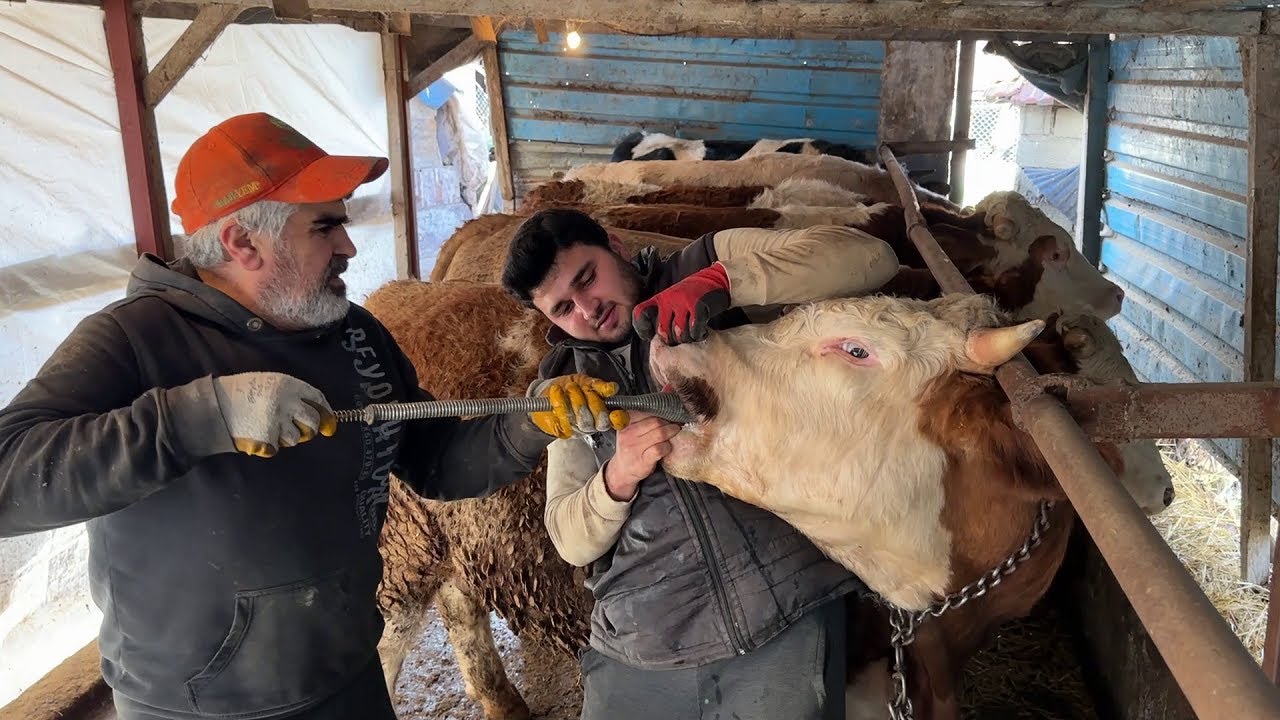 KURBANLIKLARDA İÇ PARAZİT HAPI UYGULAMASI