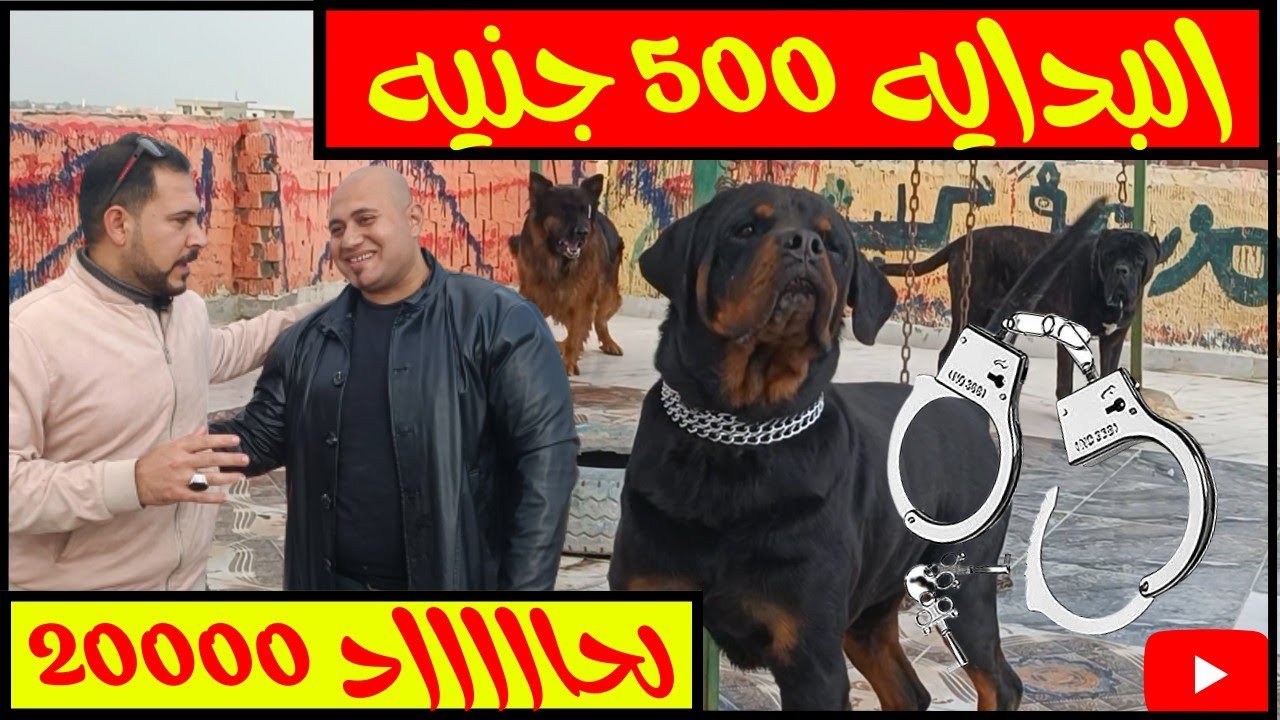 عروووض كلاب من 500 جنيع ل20 الف جنيه مزرعه كلابش