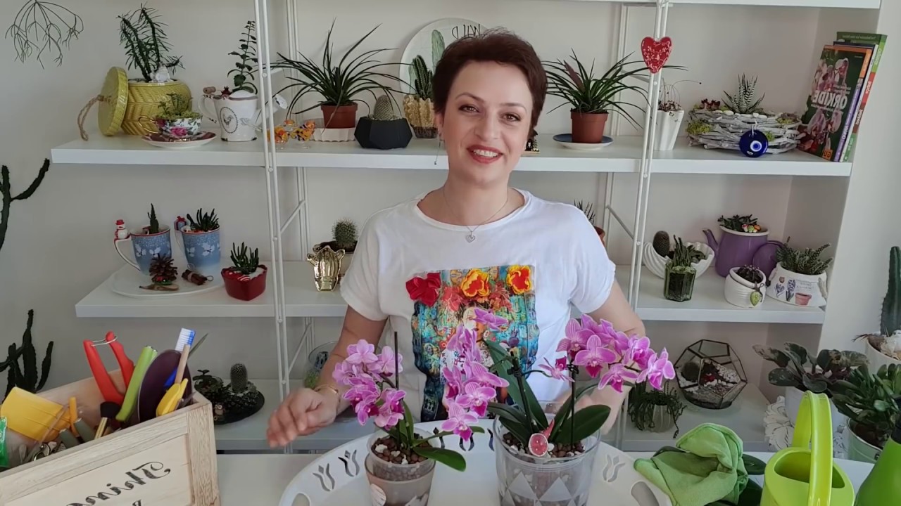 Kil Bilyesine Orkide Dikim, gelişmeleri